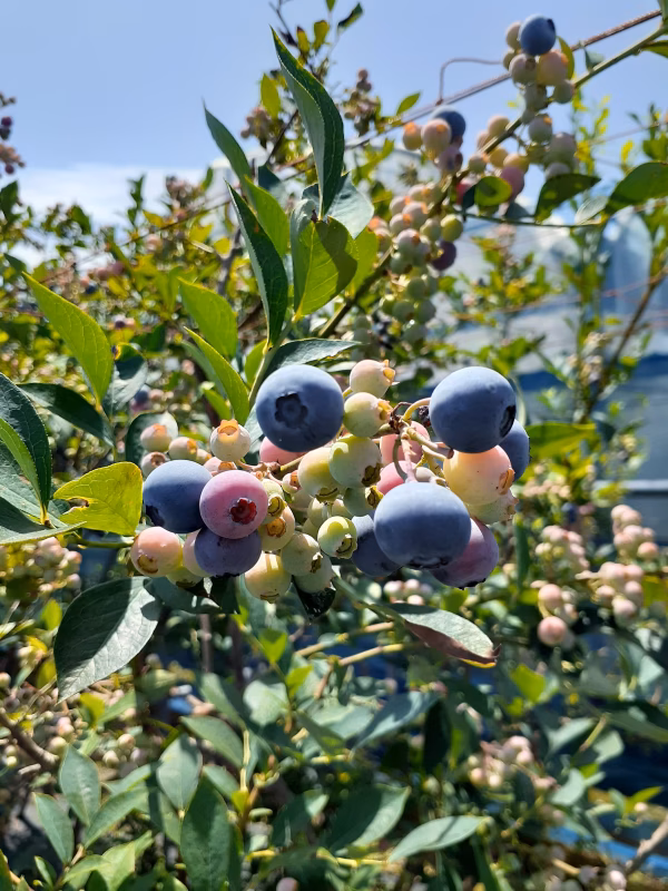 土佐ひらやま農園