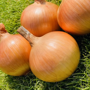 淡路島スイートオニオン　10kg