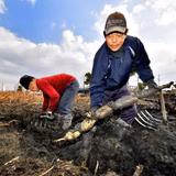 望月 和高 | もっちゃんの鳥生れんこん