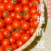 採れたてフルーツトマト！【農学博士のDr.トマト】常温