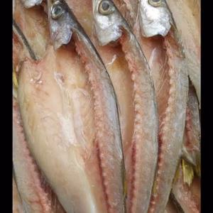 カマス干物5枚入り 冷凍 送料一律 鮮度抜群 愛媛県豊後水道産