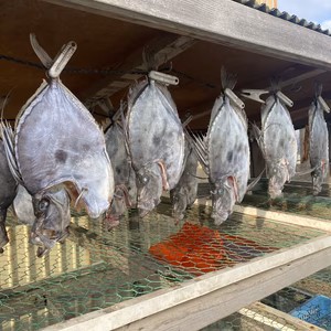 未利用魚❗️焼いてビックリ‼️鏡鯛❗️寒風干し
