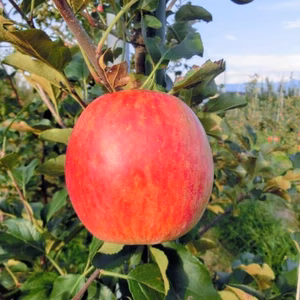 特別栽培　贈答用 シナノスイート   約３ｋｇ