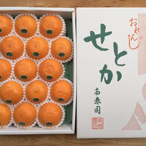 【化粧箱】『柑橘の大トロ』ハウスせとか厳選小玉15玉入（約2.5kg）