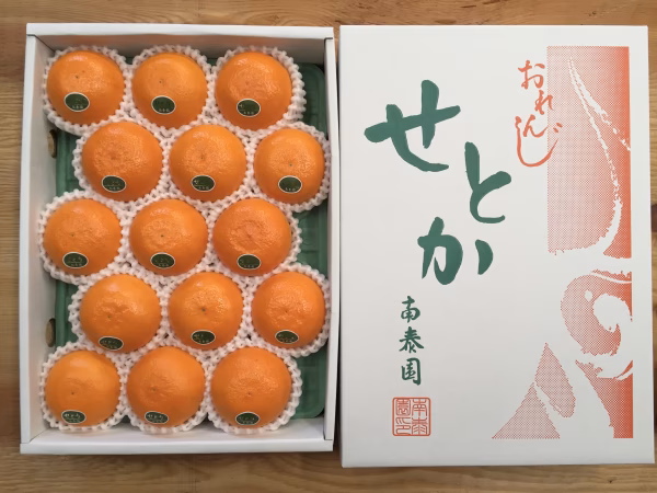 【化粧箱】『柑橘の大トロ』ハウスせとか厳選小玉15玉入（約2.5kg）