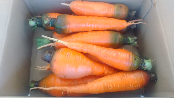 自然栽培の人参2kg