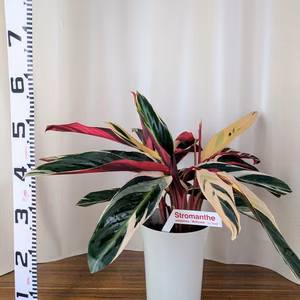 ストロマンテトリオスター 4