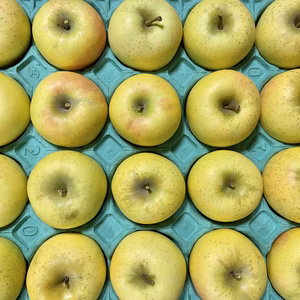 小玉！シナノゴールド 食べきりサイズ 約5kg～ 信州りんご 