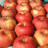 特別栽培りんご「葉とらずふじ」減農薬で皮ごとうまい！キズなし良品 ギフト可