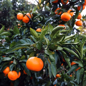 ゆらみかん5kg 正月企画