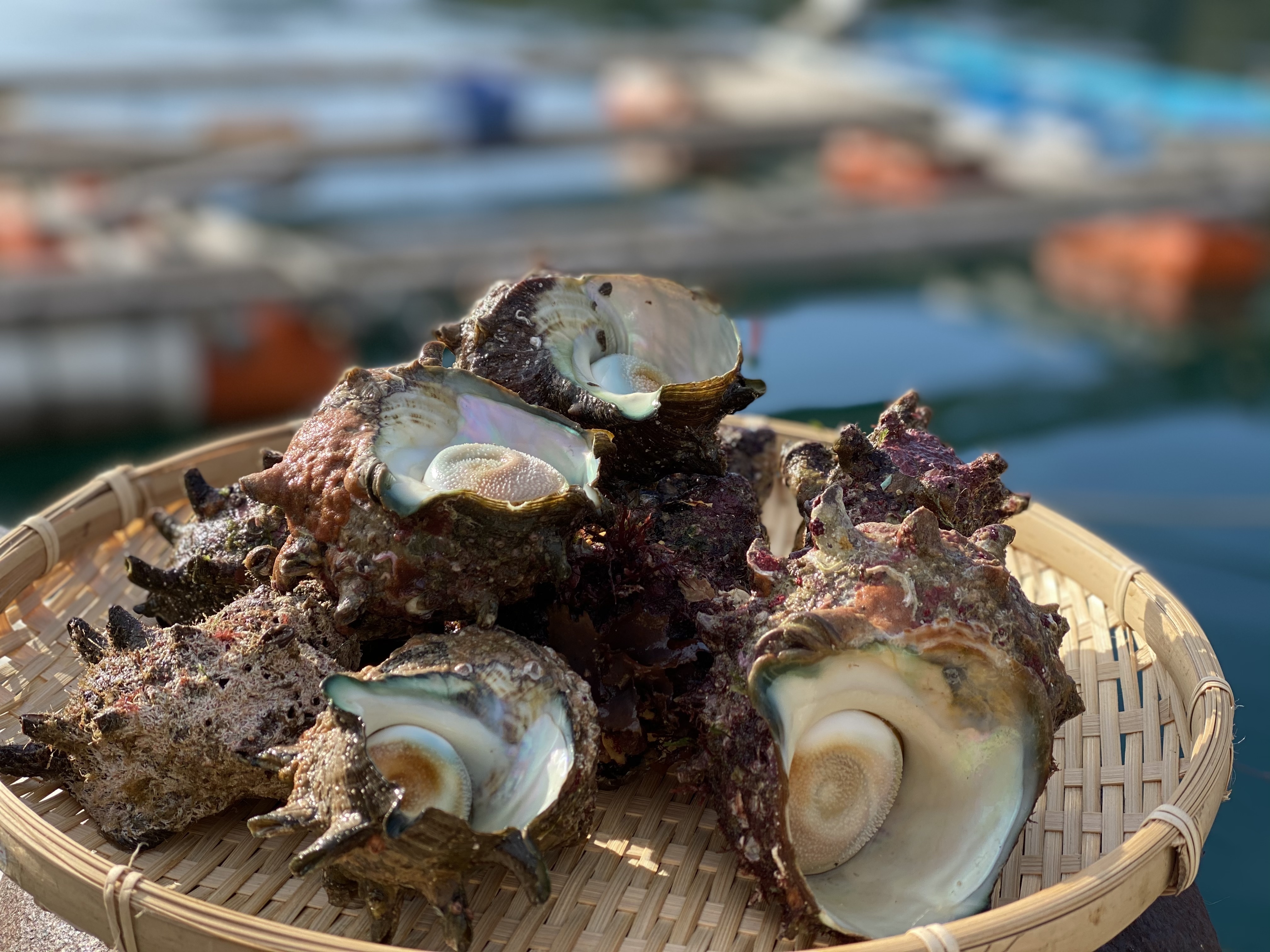 五島列島産 巻貝食べ比べセット 天然活サザエと黒ミナ 農家漁師から産地直送の通販 ポケットマルシェ