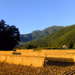 北アルプス山麓で育った自然栽培　天日干し「朝日」（玄米4.5Kg）