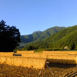 自然栽培米（在来種）天日干し　朝日（玄米4.5Kg）