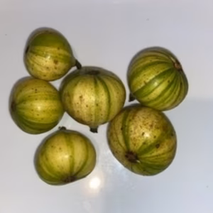 本日限り‼️タイムセール「ゼブラスイート、ビオレソリエス小サイズ」