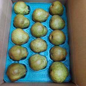 見事なラ•フランス　5キロ14-18玉　大玉ラフランス！見事なラフランス❗️