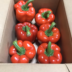 山形県産パプリカ赤1ｋｇ