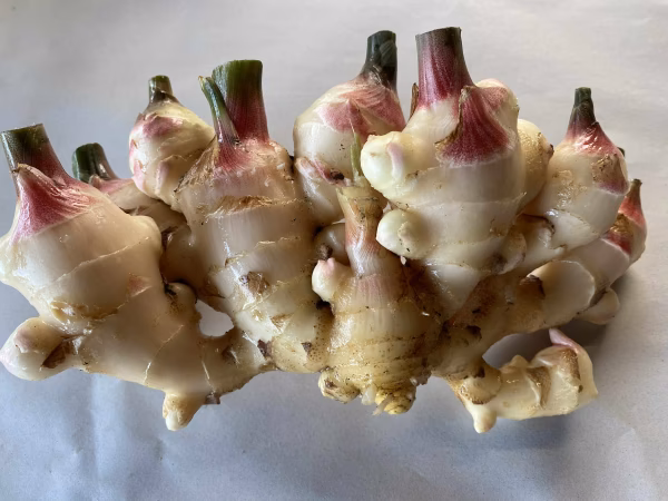 スーパーでは手に入らないしょうが（農薬化学肥料不使用）