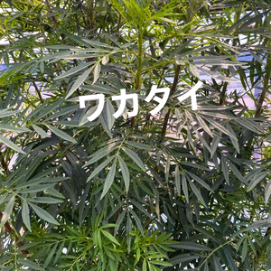 南米のハーブ【ワカタイ】