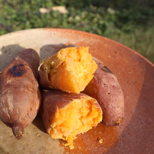 安納芋・農薬不使用