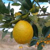 【そのまま食べられる】レモンレモネード　和歌山