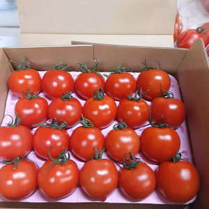宮島農園のフルーツトマト20玉1kg