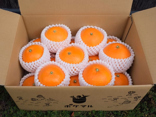 家庭用　果汁たっぷりの愛媛県産「完熟まどんな 4キロ」なくなり次第終了です！