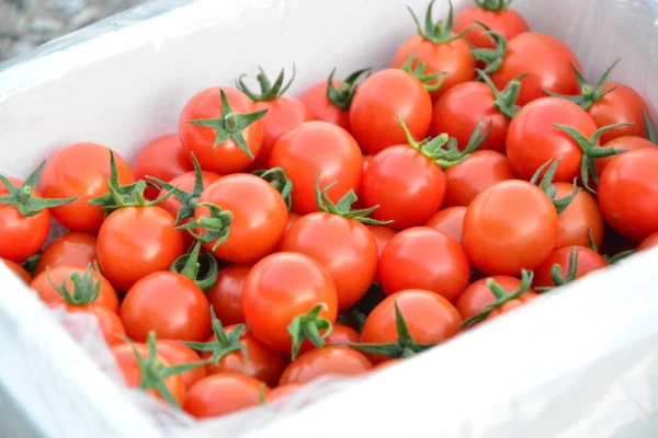 【厳選収穫】いの一番に実ったミニトマト「いのいち果」
