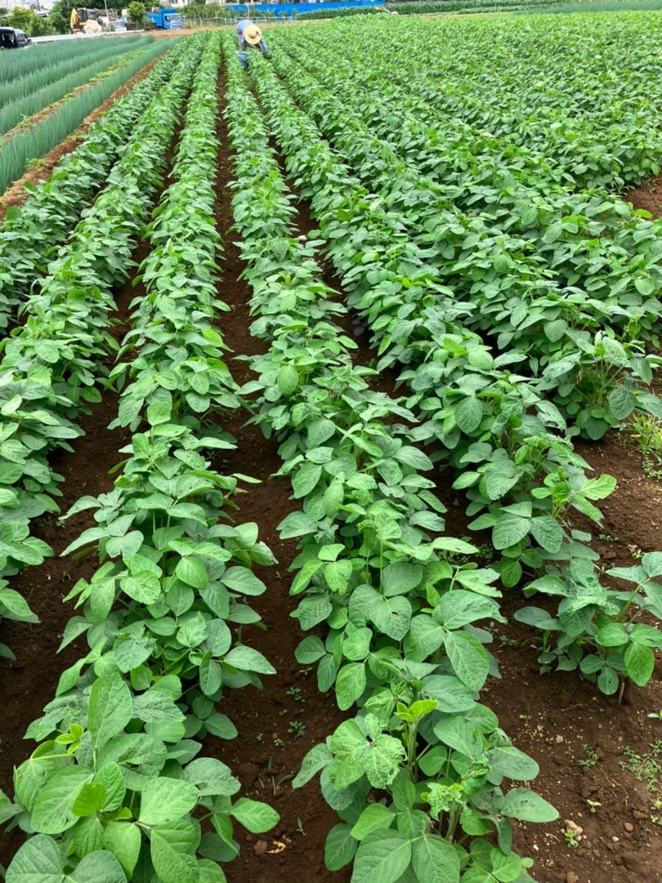 最高糖度40度オーバー】大切な人へ最高の贈り物約1kg『千年えだまめ