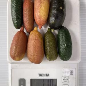 フィンガーライム