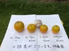 ２L3kgのみ:とみ子ばぁちゃんのバレンシアオレンジ