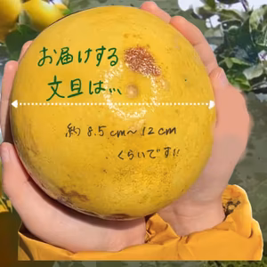 訳あり【10㎏×2箱】おおぐしさんちの土佐文旦