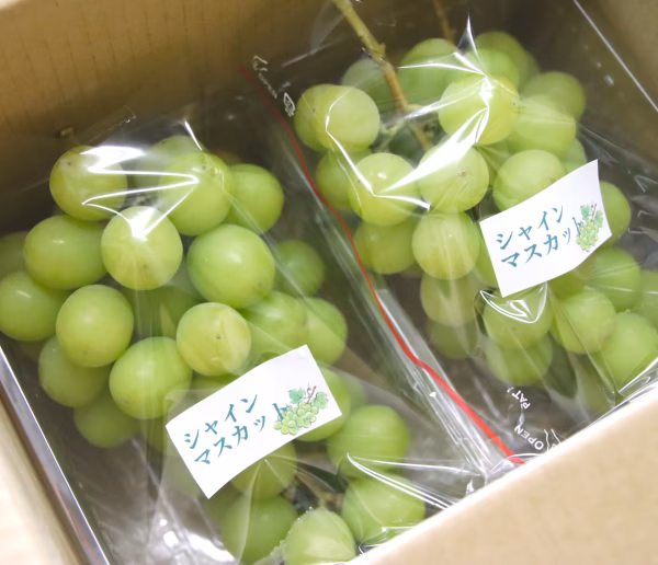 【倍量1㎏×2箱】毎年大人気のご家庭用シャインマスカット