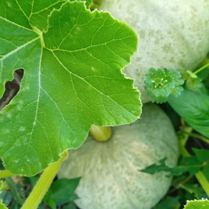 かぼちゃ　自然栽培