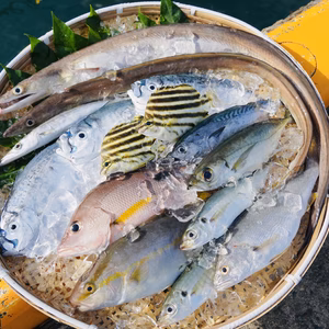 下処理⇒即日発送！ロコフィッシュ鮮魚ボックス【エコ包装】