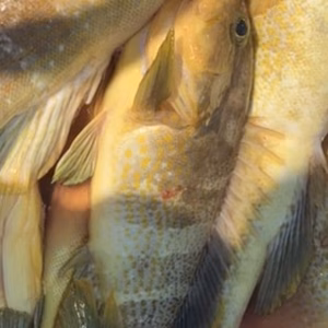 黄色？ｲｴｲｴ、青です、レア、アオハタ☆旨い(冷蔵)