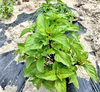 【おすすめ商品】シナモンバジル　栽培期間中農薬不使用