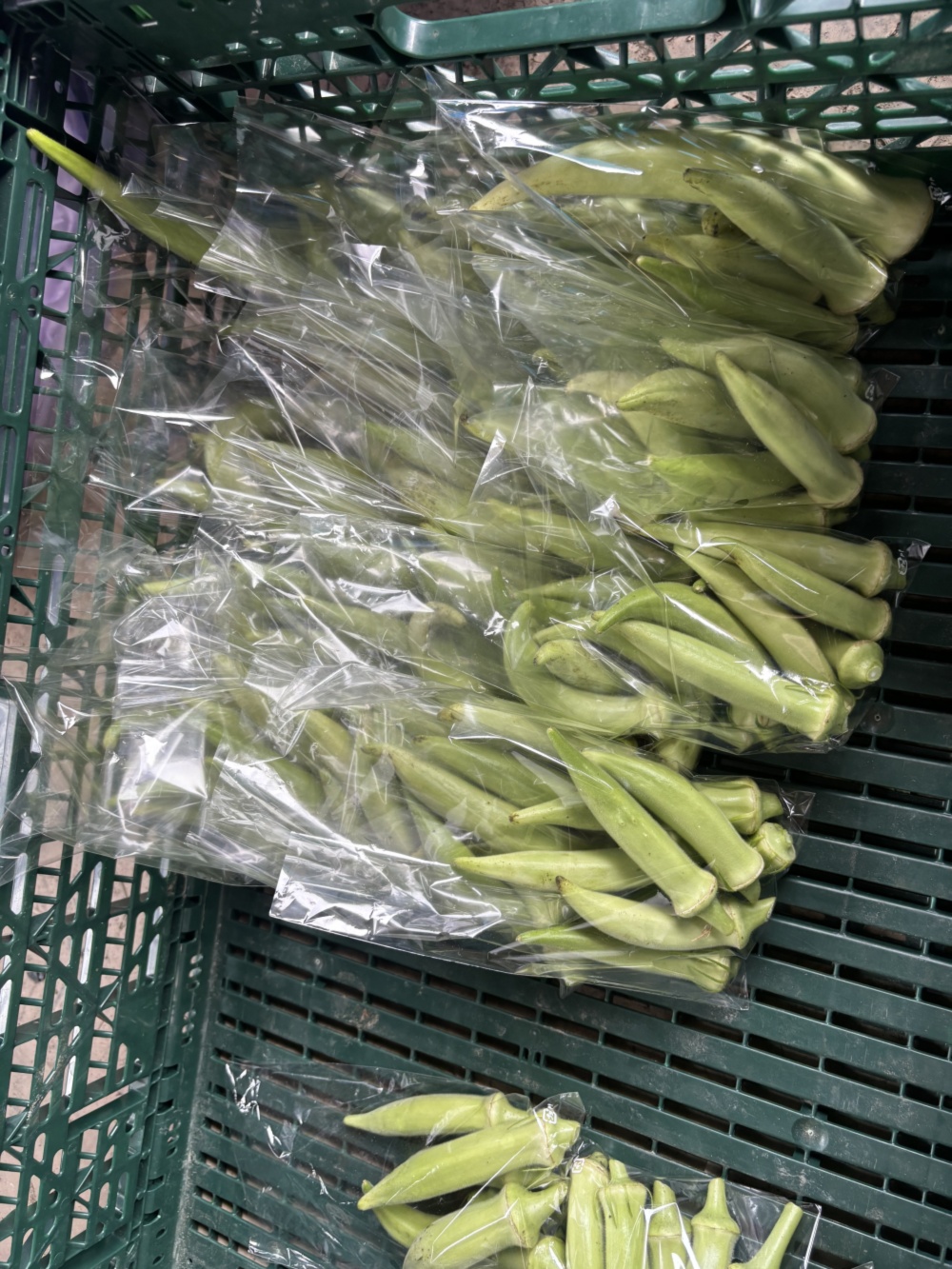 期間限定‼️特別価格‼️栽培期間中農薬不使用　ネバネバ　オクラ　ヘルシエ　泉州産｜オクラの商品詳細｜ポケットマルシェ｜産地直送で旬の食材が生産者(農家・漁師)から届く～イメージ画像１～