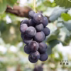 こくあまジューシー！ぶどうの王様「種なし巨峰」