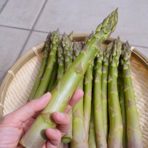 北海道産！あまーい春のアスパラガス