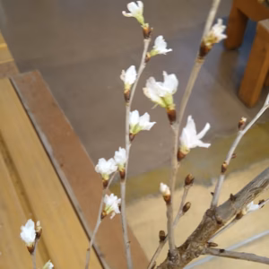 花啓嵡桜