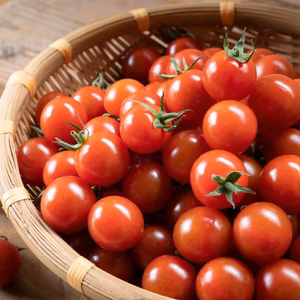 10％off　祝・日本代表優勝　濃厚ミニトマト・あつみちゃんトマト　農カード付