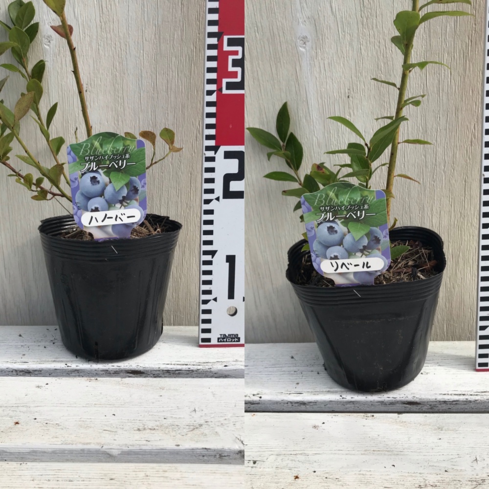 サザンニューハノーバー ブルーベリー 挿し木 サザンハイブッシュ系品種 2年生 苗木 果樹苗 10本セット
