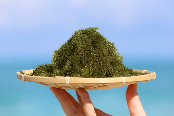 【厳選品】宮古島から産地直送　朝採れ海ぶどう 500g(タレつき)