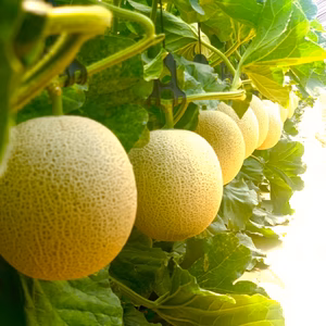 爽やかな甘さのメロン(1箱2玉入り)