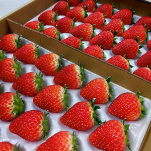 完熟よつぼし☆48粒入り（2トレイ）