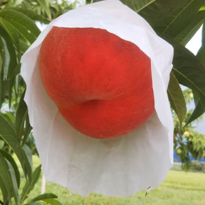 【お届けは8月上～中旬】おどろき「驚きの硬さ!!」1.5kg(4～9玉)