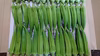 【間もなく終了】採れたて新鮮オクラ