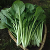 江戸東京野菜と固定種野菜セット100サイズ