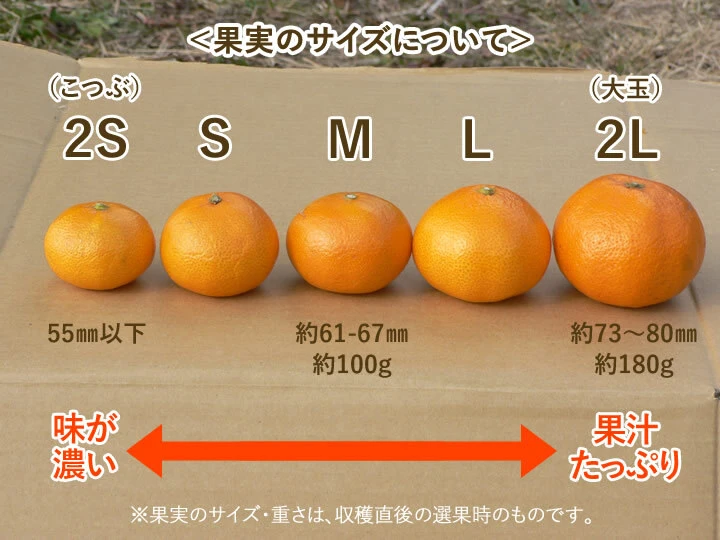こつぶみかん 早生 2kg 甘味と酸味が調和したみかん