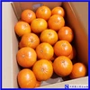 天草の芳潤なオレンジ「ベニばえ」（ご家庭向き）